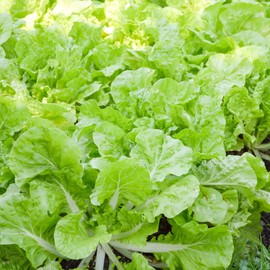 Chinese Cabbage Seeds - Beka Santoh - 1 Lb ~144000 Seeds - Non-GMO, Heirloom - Asian Garden Vegetable & Microgreens