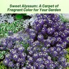 Outsidepride Violet Queen Alyssum Seeds - 5000 Pcs Annual, Drought-Tolerant