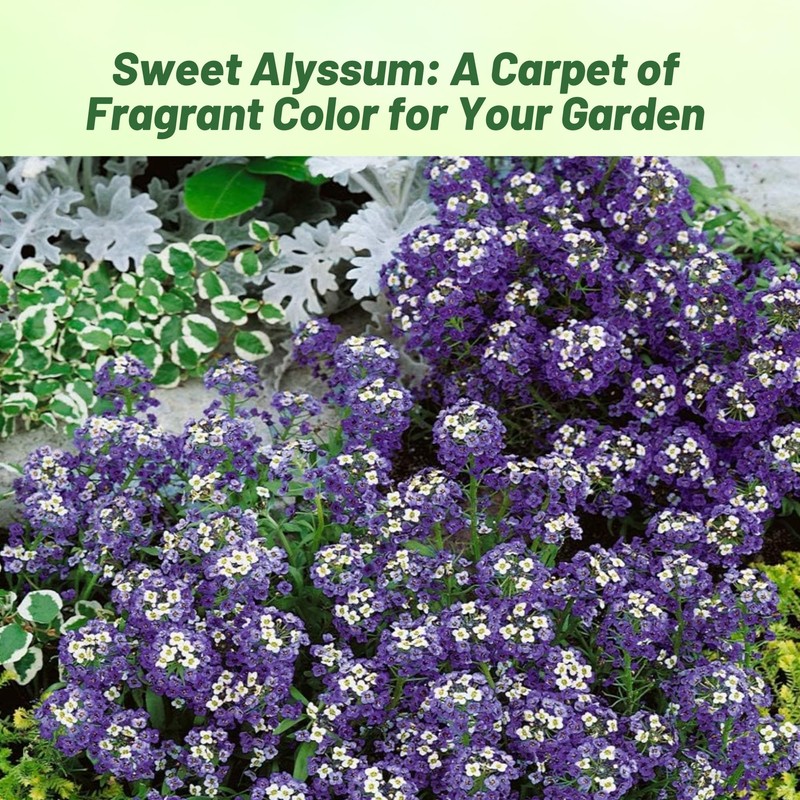 Outsidepride Violet Queen Alyssum Seeds - 5000 Pcs Annual, Drought-Tolerant