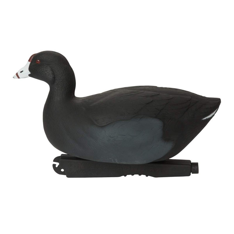 Over-Size Coots (1/2 Dozen)