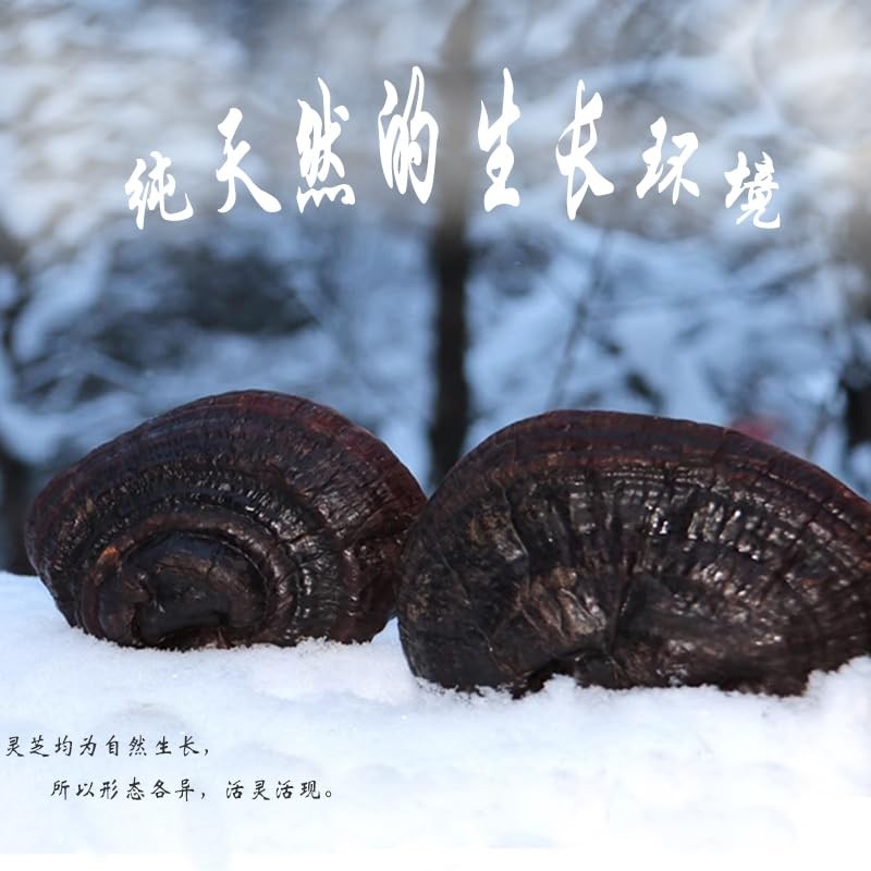 Purple Ganoderma Lucidum Wild Lingzhi Organic Reishi Mushroom 500g