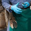 Bovimix Soletta Standard Cow Blocks for Dairy Cow Lameness Treatment