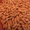 Common Grain Barley - 1 OZ ~500 Seeds - Non-GMO,