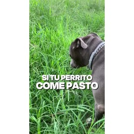 Dogelthy Gastro Aid. Pre y Probioticos con 3 Billones de UFC por Scoop. Suplemento con probióticos para Perros 270g sabor Cerdo                       