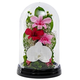 Art Four Seasons Phalaenopsis Denfare Dome Pink Preserved Flowers