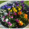 Heirloom 50- Pansy Seeds Mix , Viola  Flower Seeds