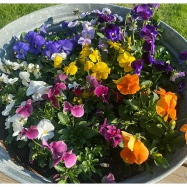 Heirloom 50- Pansy Seeds Mix , Viola  Flower Seeds