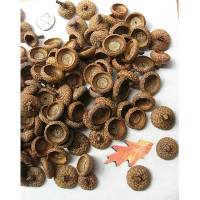 Red Oak 150 Natural Red Oak Acorn caps. APPROX. SIZE