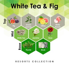 White Tea & Fig 4 oz Refill for Oil Diffuser with Fig, White Tea, Thyme & More Notes