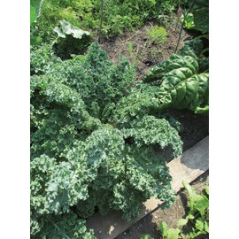 TomorrowSeeds - Curled Blue Scotch Vates Kale Seeds - 1000+ Count - for 2025 Planting USA Garden Vegetable Kales Collard Green Leaf Spinach Lettuce Non-GMO Grow Your Own Home Farm Patio Healthy