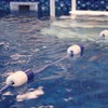 ATIE 20' Swimming Pool Safety Divider Rope and Float Line