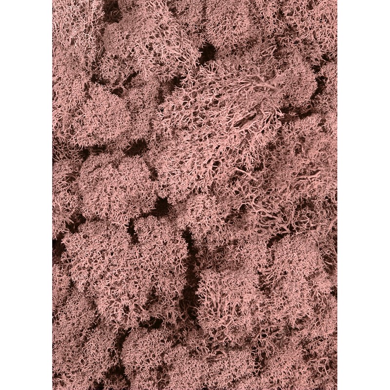 SuperMoss 25126 Reindeer Mosss Preserved, 80.75 Cubic inch (in3) Bag