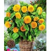 KIRA SEEDS - Seeds Teddy Bear Sunflower - Yellow Double