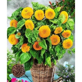 KIRA SEEDS - Seeds Teddy Bear Sunflower - Yellow Double - Annual Flowers for Planting