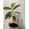 Tree Annona Muricata Graviola Soursop Guanabana Potted Tropical 5-9 inches