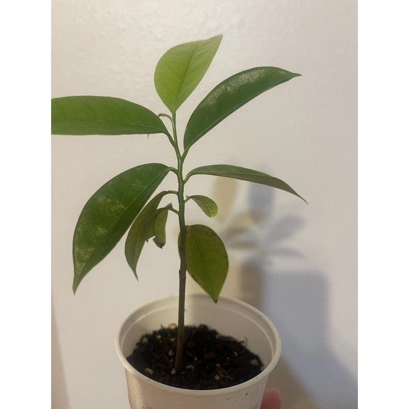 Tree Annona Muricata Graviola Soursop Guanabana Potted Tropical 5-9 inches