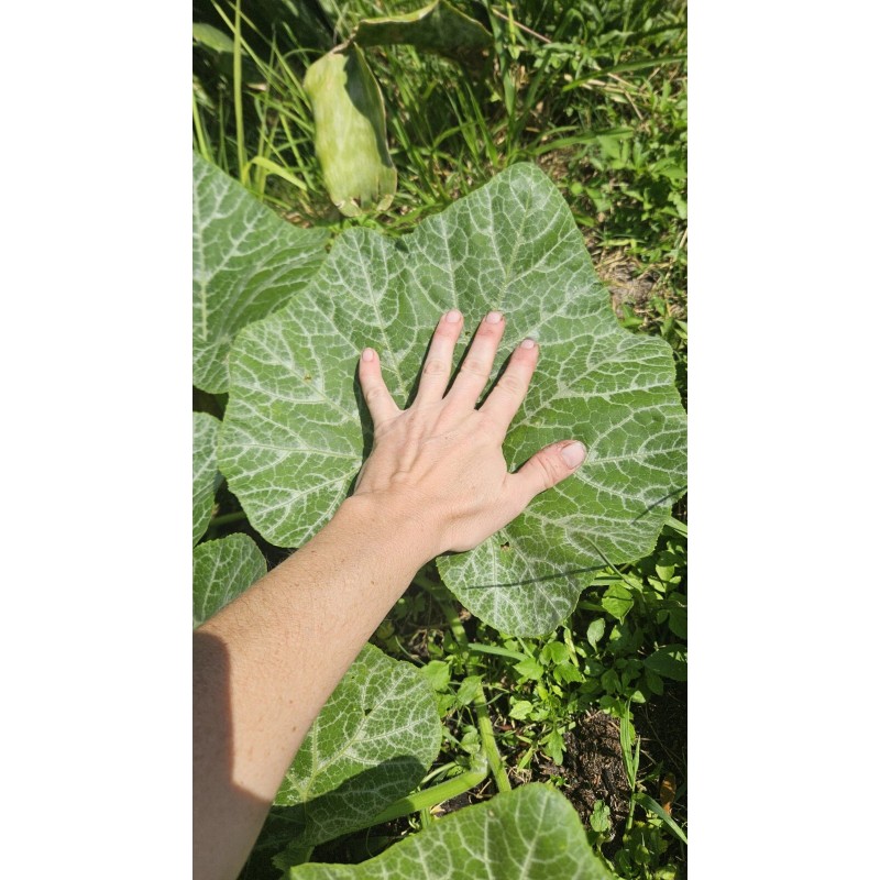 sunshine seed company Butternut Squash - Seeds - Organic -