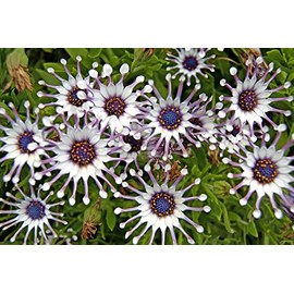 Rare 100 Pcs Seeds Purple Daisy Seeds Flower Garden Plant