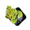 USKC Live Succulent Cactus Plants (2" Pot Crassula Estagnol Spiralis)