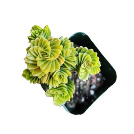 USKC Live Succulent Cactus Plants (2" Pot Crassula Estagnol Spiralis)
