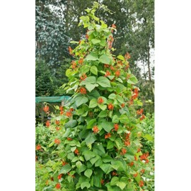 USA SCARLET RUNNER POLE BEAN-50 Seeds Ornamental & Edible!