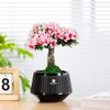 Meshpot 5 Inch Bonsai Pots with Drainage Tray, Set of
