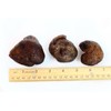 WOHO Natural Sun Dried Wild Caught Round Sea Cucumber Large