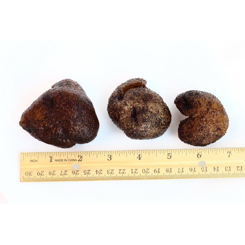WOHO Natural Sun Dried Wild Caught Round Sea Cucumber Large