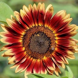 Little Seed Store 50+INDIAN BLANKET SUNFLOWER Seeds Native Wildflower Pollinators Cut Flowers Easy