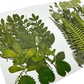 Woohome 69 PCS Natural Dried Pressed Leaves, Assorted Real Dried Pressed Leaves, 4 Packs Natural Dry Leaves with Tweezers, Scissors for Pressed Leaf Art Craft DIY Embellishment Decorations