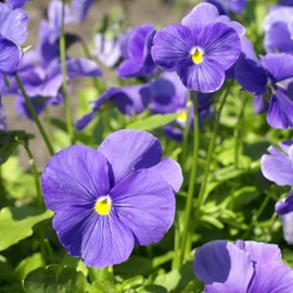 Outsidepride Light Blue Pansy - 2000 Seeds