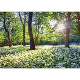 Ulmer Puzzleschmiede - Puzzle "Spring Sun" - Classic 1000 Piece Natural Puzzle Made in Germany - The Warm Sun Rays Liven Up The Forest in Spring, Flowers Bloom, The Landscape Awakens