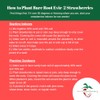 Evie-2 Strawberry Plants - High Production, Lots of Strawberries -