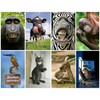 Edition Colibri Funny Animals VII Postcard Set with 8 Designs
