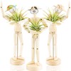 Melphoe 3 Pack Air Plant Holder Wooden Jointed Mannequin Tabletop