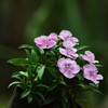 Outsidepride Dianthus Amurensis - 1000 Seeds
