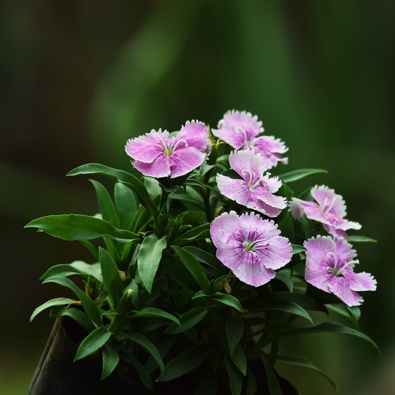 Outsidepride Dianthus Amurensis - 1000 Seeds