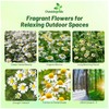 Outsidepride Roman Chamomile Seeds - 50000 Pcs Perennial, Drought Tolerant,
