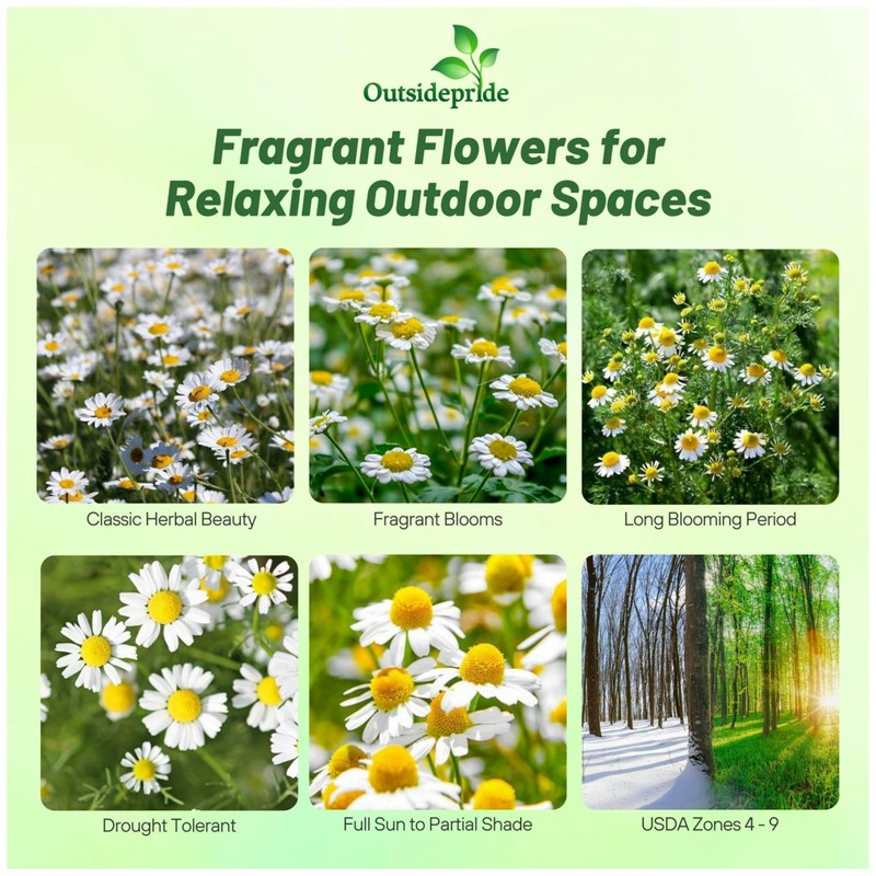Outsidepride Roman Chamomile Seeds - 50000 Pcs Perennial, Drought Tolerant,