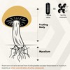 SOLVE Labs® ● Premium Lion's Mane Capsules ● 100% Fruiting