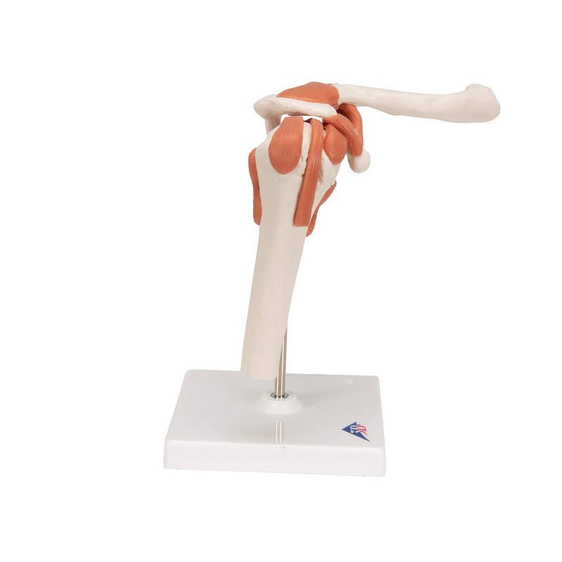 3B Scientific A80 Functional Shoulder Joint - 3B Smart Anatomy
