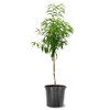 American Plant Exchange Early Elberta Peach Tree, 5 Gallon Pot,