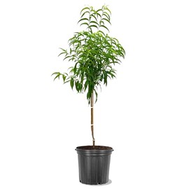 American Plant Exchange Early Elberta Peach Tree, 5 Gallon Pot, 3-4ft Tall, Large Outdoor Landscape Garden Plant, Live Fruiting Plant, Fast Growing