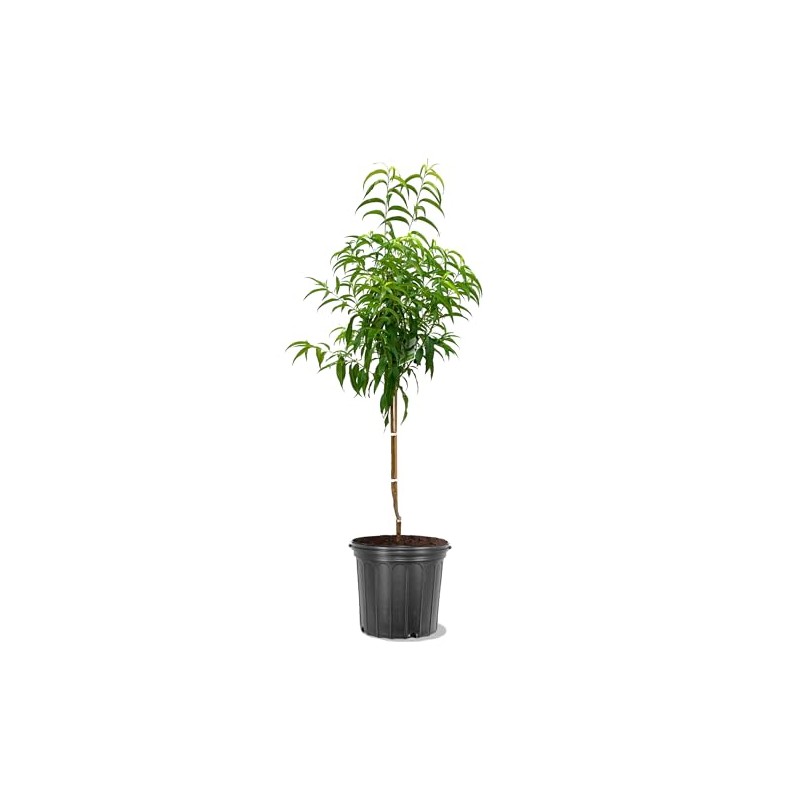 American Plant Exchange Early Elberta Peach Tree, 5 Gallon Pot,