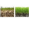 Soil Moist SAP Super Absorbent Polymer Water-Storing Crystal Gel (1