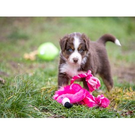 CALVENDO Puzzle Cute Australian Shepherd Puppy Playing with a Flamingo Stuffed Animal 1000 Pieces 64 x 48 cm from Fotodesign Verena Scholze