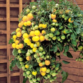 FUN AND GROW SEEDS: Seeds Yellow Indoor Dwarf Tomato Determinate Non GMO Heirloom