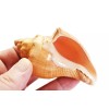 Set of 12 Vole Shells (3") Natural Seashell Medium Hermit