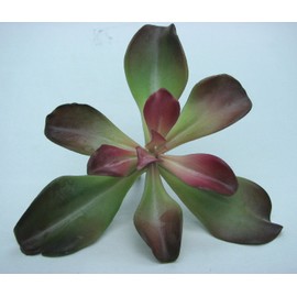 Maruwa Boeki Fake Plants D 400796100