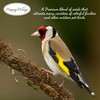 Happy Wings Happy Wings Finch Blend Bird Food, Mix of